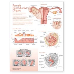 Female Anatomy Chart